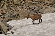 81 Stambecco sulla neve